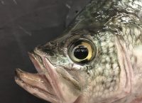 Grenada win juice, Mimic shad pops, Taxidermy tips