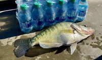 Truman intel, Hit river channels, Crappie stay home?