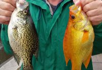 Tiny jigs for the W, Golden crappie caught, Chapstick on your knots??