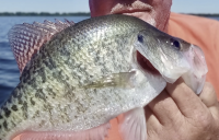 Fish docks now, 20 foot rods! How to spot insect eaters
