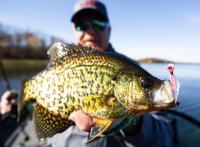 New tungsten jig deets, Deep water slab intel, Less action is more?