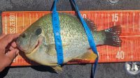 More new crappie stuff, 2 shot troll rig, Mega redear!