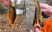 Fishing trees now, Resetting brushpile fish, World’s rarest crappie?